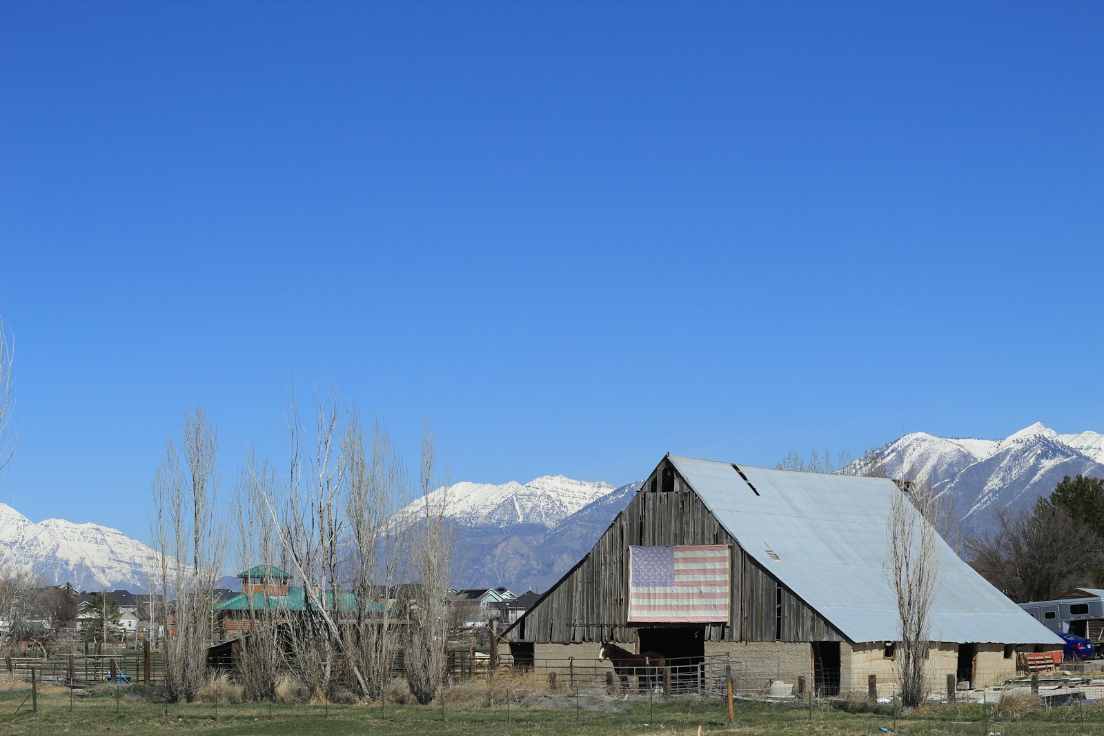 An old barn and bare windbreak trees on a large lot below the snow-capped Wasatch Mountains