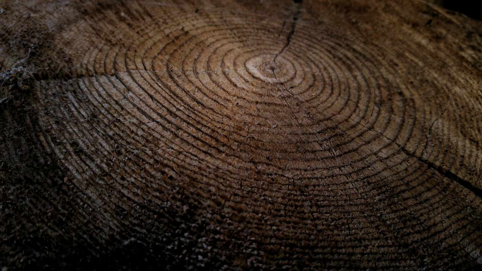 Close-up of the growth rings across the top of a large cut tree stump