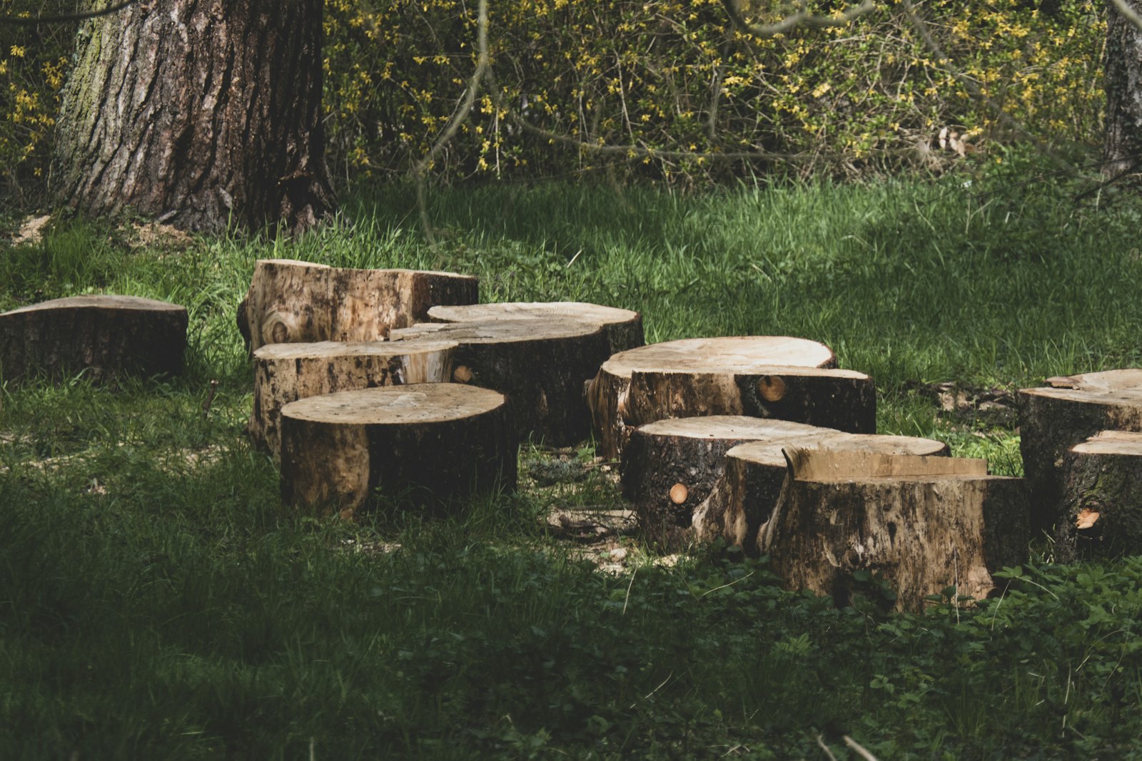 A group of freshly cut tree stumps in a grassy yard