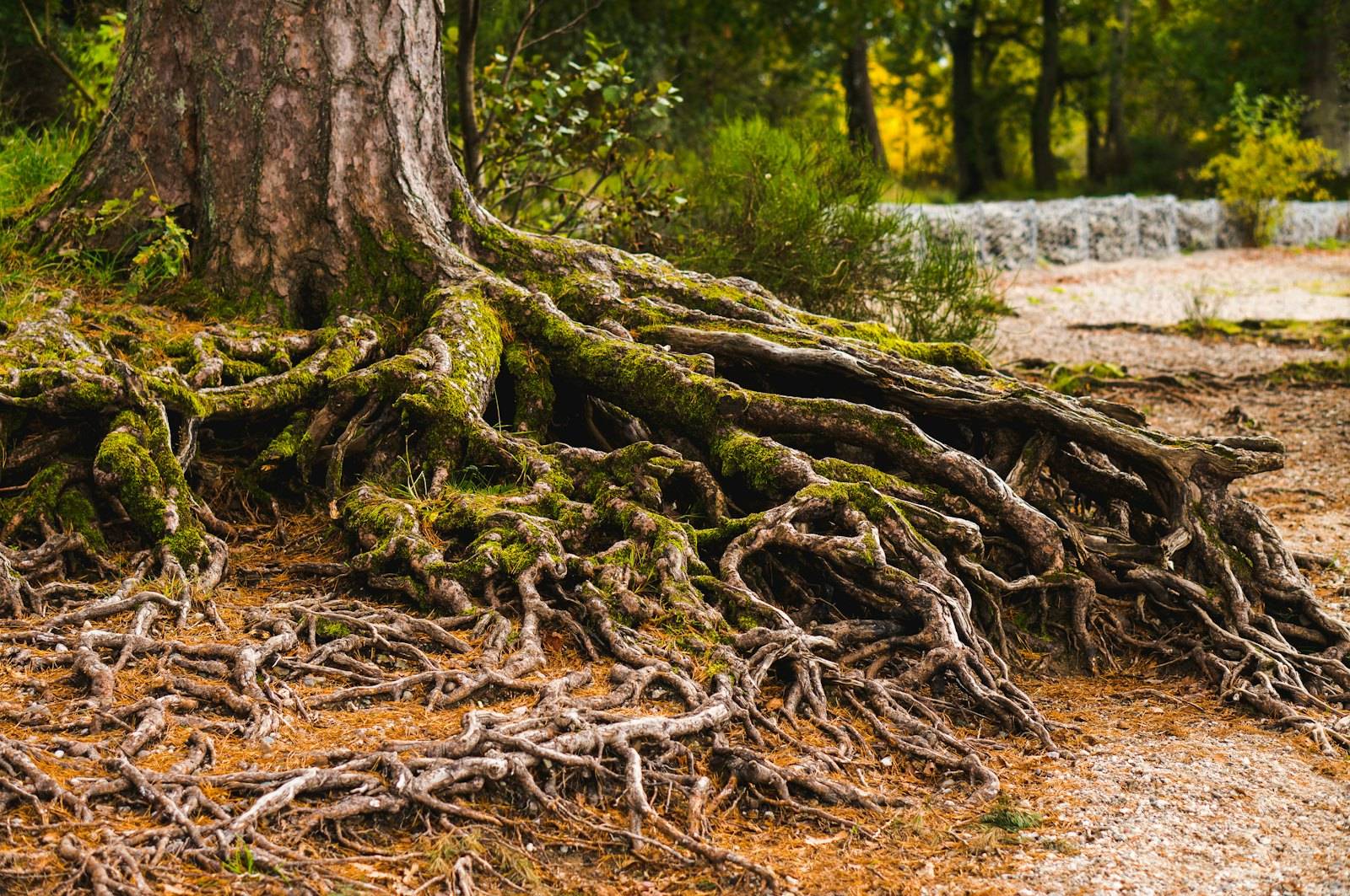 Large surface tree roots spreading out from the base of a mature tree