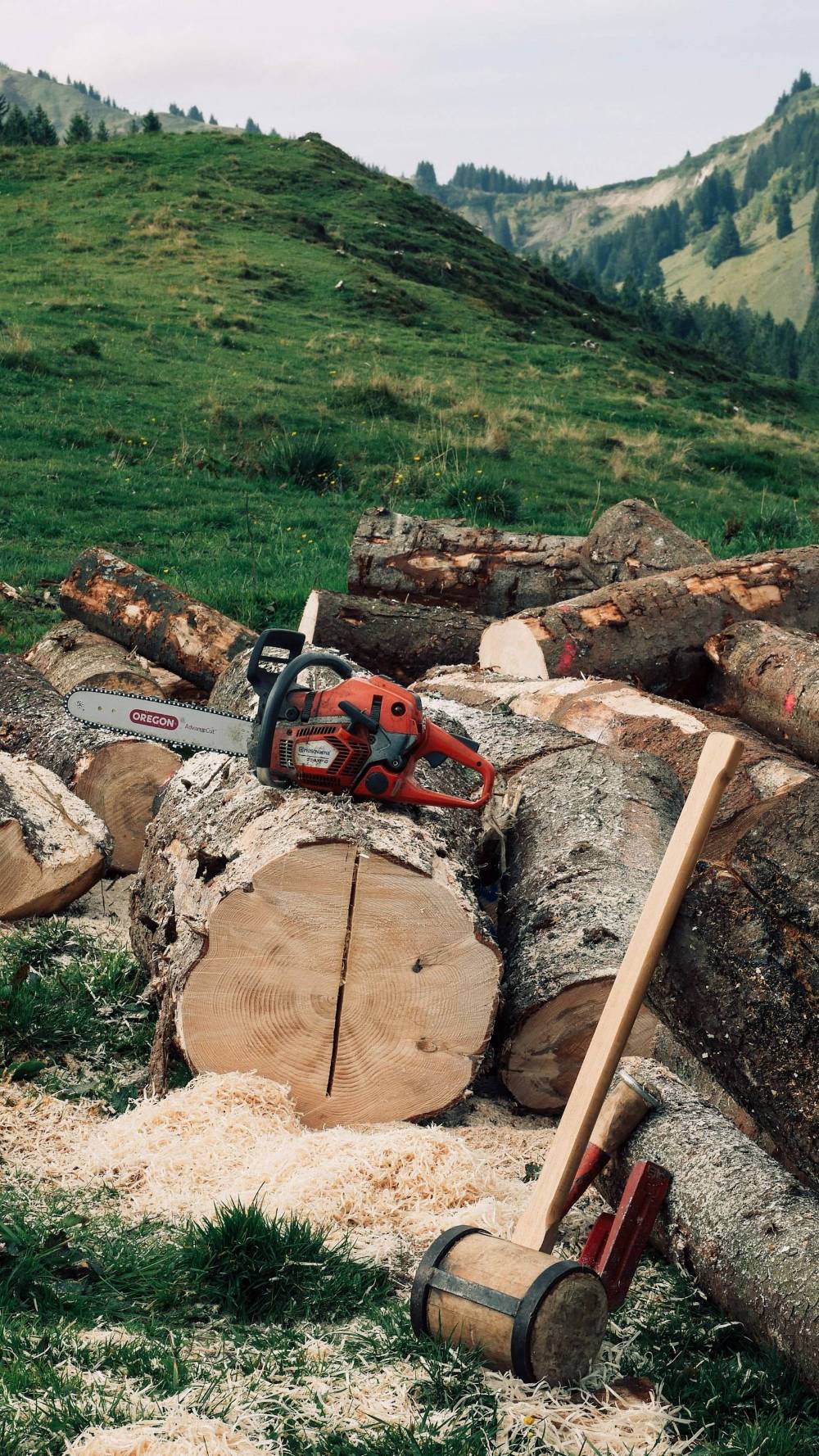 Freshly cut tree stump with a chainsaw and logs, ready for stump grinding