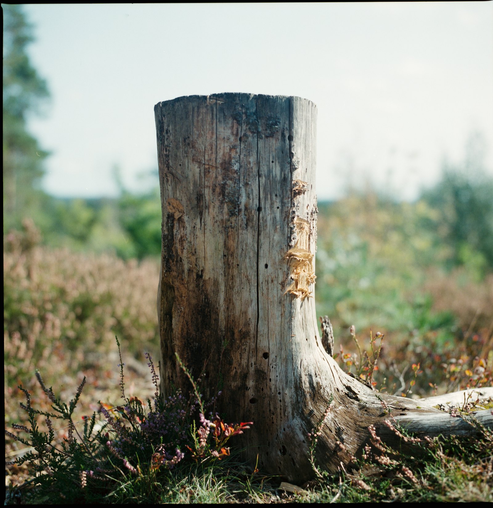 Tall old tree stump standing in grass